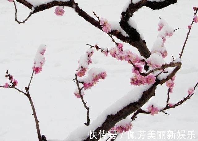 梅香雪&清新一片晨风静,唯有梅香雪中漫