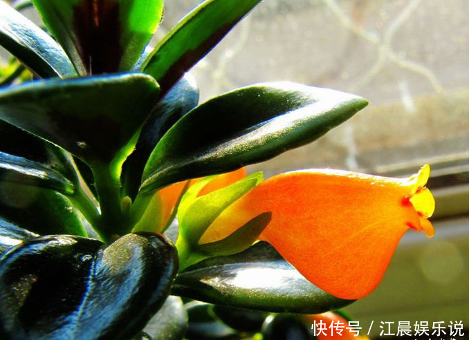 金鱼吊兰|吊兰也能“开红花”,养一盆“嗖嗖”冒花苞,比绿萝漂亮!