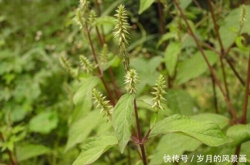 野草|这种农村常见的野草,结果期很长,是活血祛瘀的良药