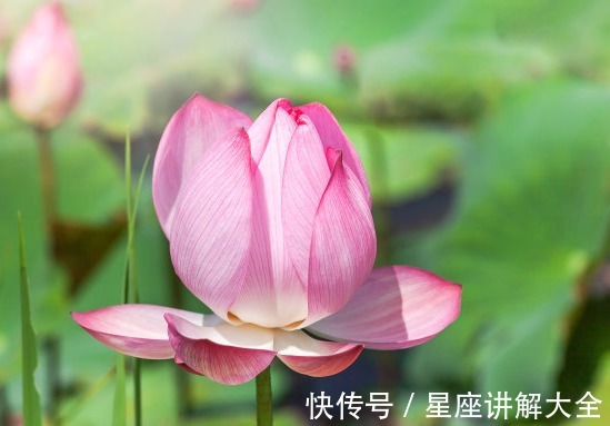 桃花运贼|步入12月底，霉运散好运来，4属相吉星伴身，日子美满幸福