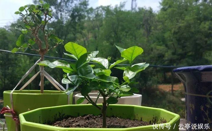 阳台|晒不死的6种花,扔阳台不用管,越晒花越多!