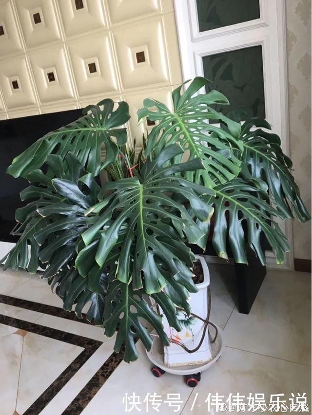 地方|夏天养花,这个地方千万别摆,否则3天死翘翘