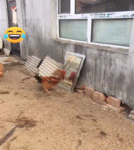 |搞笑GIF:本来想给女友一个惊喜 结果我在医院躺了三个月