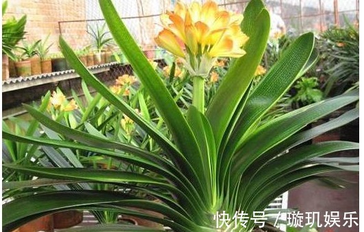 要想养好君子兰，用以下3招屡试不爽，君子兰猛开花！