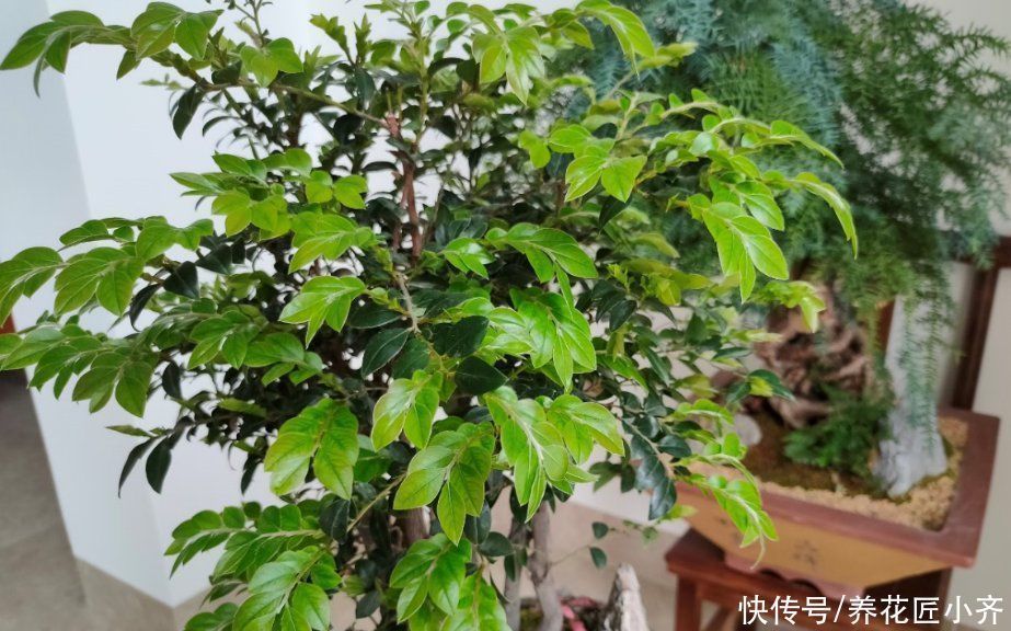 新手|养花高手都具备的“好习惯”,新手如果坚持下来,花会越养越好