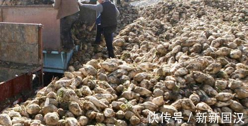 韩大爷|埋了就能活,亩产5千斤,价格也不错,却没几人愿意种