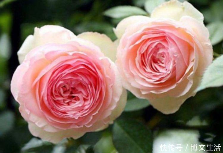 粒状土|4种花好养又漂亮，花香四溢飘满屋，阳台变成小花园