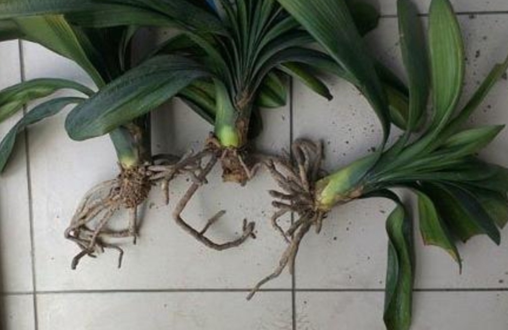 新叶|君子兰不长新叶片,养护上出现问题,很好解决