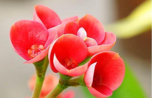 天竺葵|3种花好养易活颜值高，开花爆盆很简单，满树都是花朵