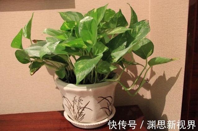 特制|此种垃圾别浪费,发酵成花肥,长寿花最爱吃,花期会爆盆