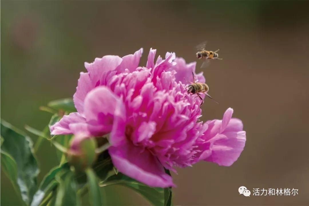 刘玉萍|花海来了！呼和浩特这些地方超美！