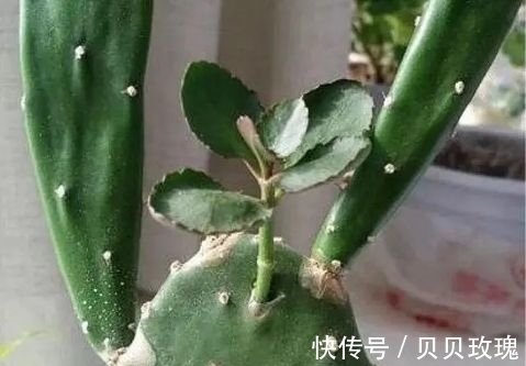 长寿花不好养,这样嫁接,以后不烂根,不黑腐,花开多爆盆