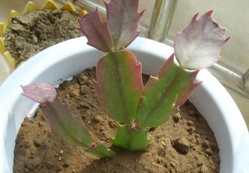 蟹爪兰长出新叶是红的，为什么？