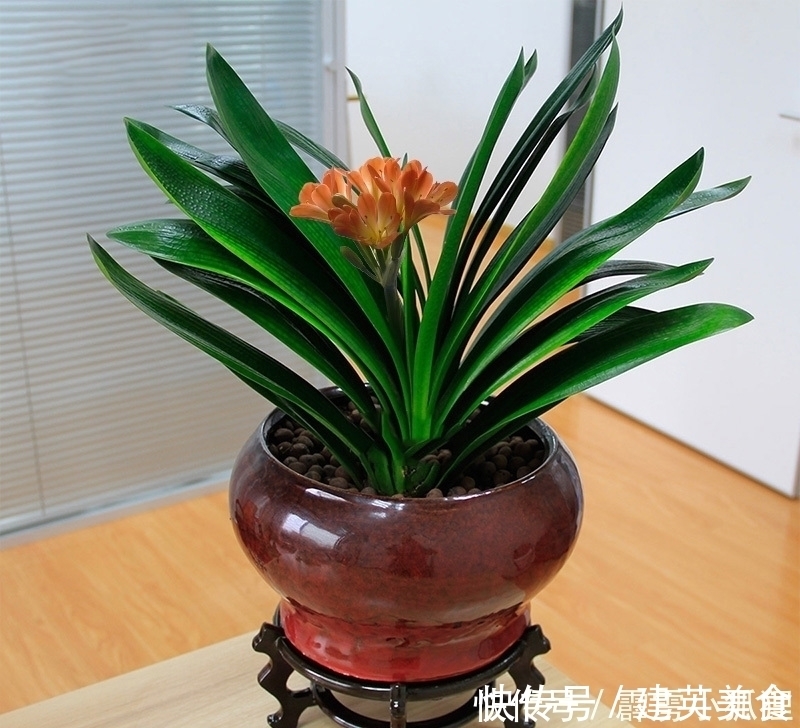 养护君子兰有诀窍,做对一件事,叶肥、花美、长势旺,特别漂亮