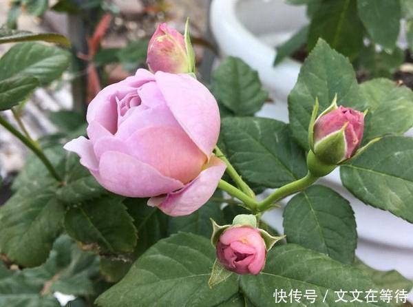 30种经典月季大合集,好看还养眼,看看你喜欢哪个