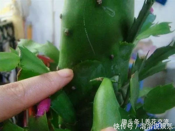 花盆|养盆栽蟹爪兰掌握10点就足够,看完就知道为啥叶子干瘪、不开花