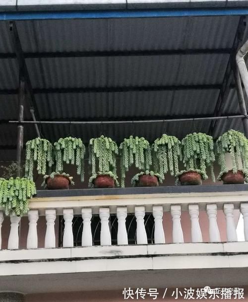 小森林|三种网红垂吊植物,挂在家里,轻松养成绿森林