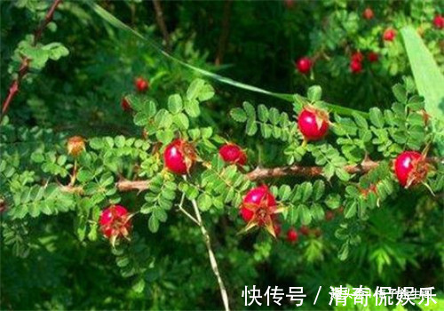 米糊|想长寿要先排毒，多吃4种食物，排出毒素，清理垃圾，养护血管