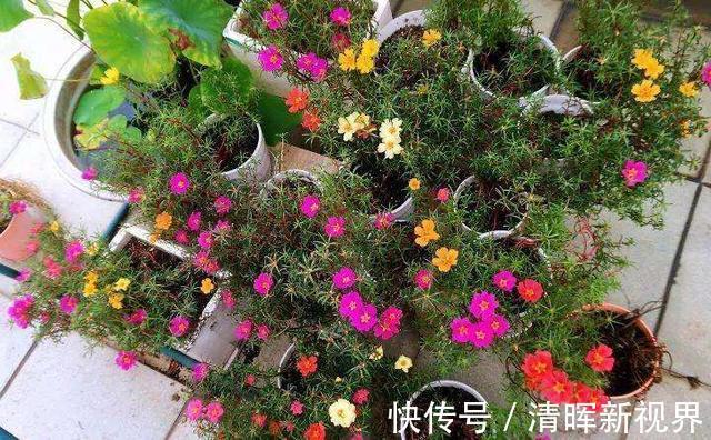 扦插|种了太阳花，试试扦插，一棵种出30棵，一盆开花几十朵，美极了！