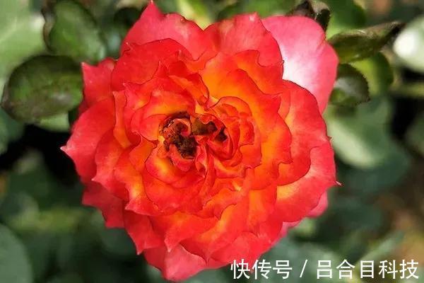 月季|22种最漂亮的月季,一次能开300天,满屋飘香开花多