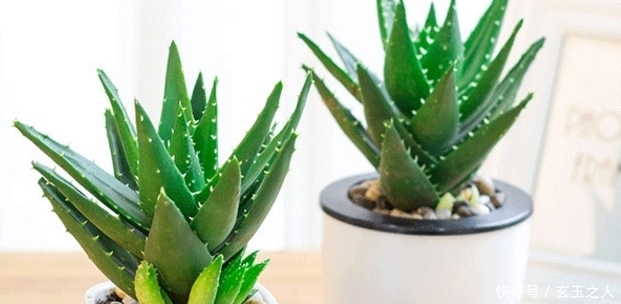 这几种植物不用施肥,虫害还少!最适合放在家里!