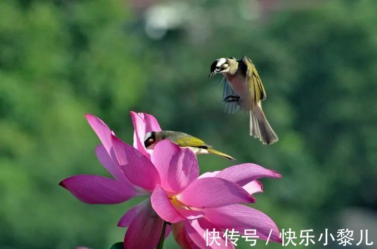 桃花|4生肖双喜临门，日进斗金，大运翻身人上人！