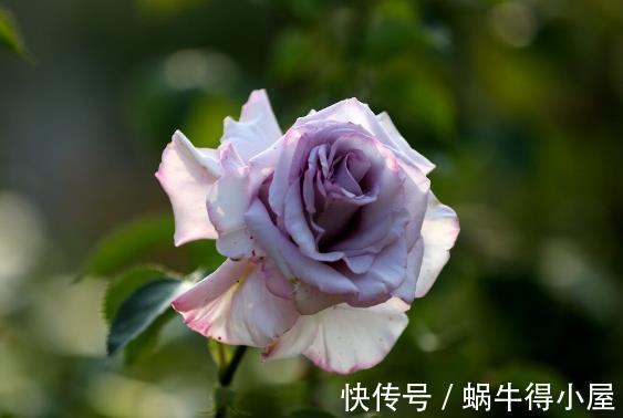北方地区|北方种月季就是比南方好养又好看,别不服气,三个原因摆在这里
