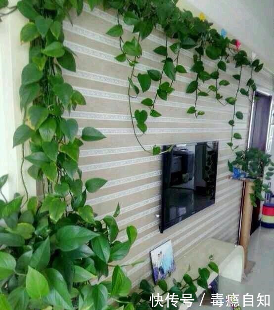 绿萝长不大1克粉末兑水500克，7天浇一次，叶子猛窜2米多！