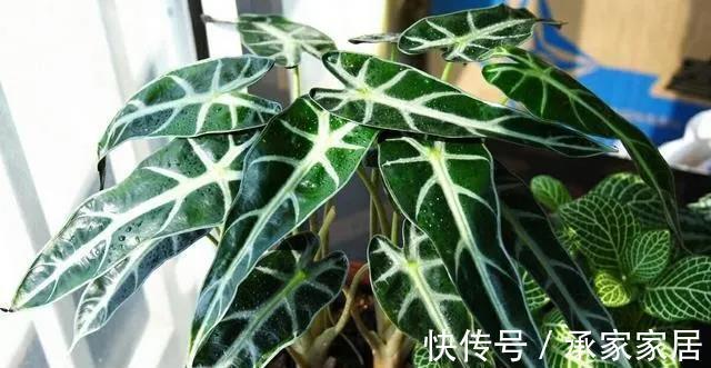 花友|3种有品位,有格调的绿植,养在家里很吸睛