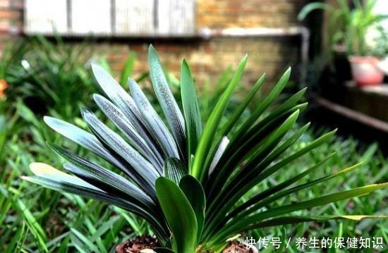 君子兰为什么“不能不”晒太阳老花友告诉你答案!