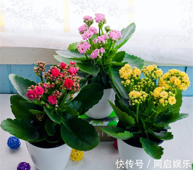 长寿花“开败了”，花期没结束，剪几刀、加点“肥”，30天又开