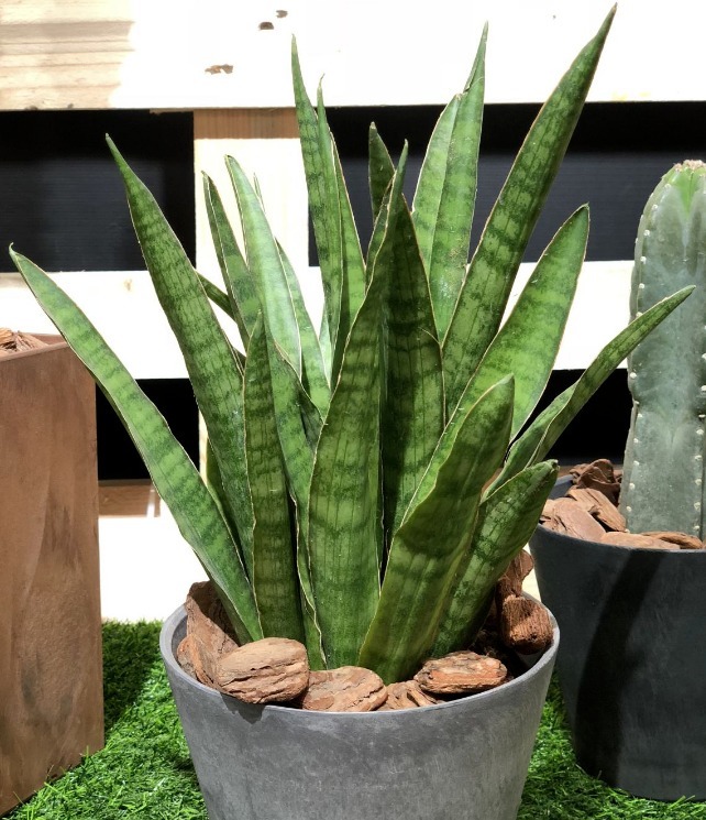 土壤|立春后,虎皮兰迟迟不出芽怎么办?满足4点,侧芽接连往外冒