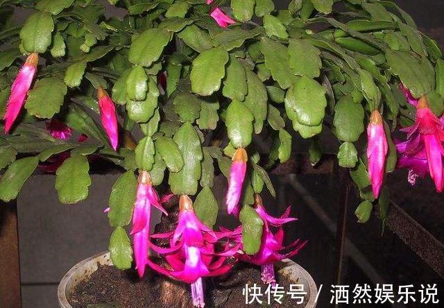 用这种“土”养蟹爪兰,不花钱,养分足,叶片肥厚,开花棒!