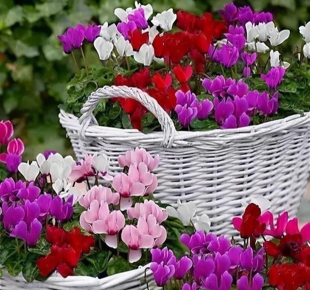 开花|仙客来有“软肋”,绕开3个坑,开花200天,美成花蝴蝶