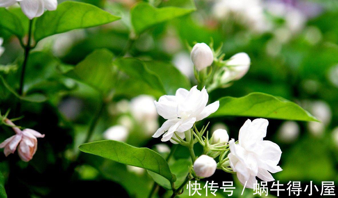 残花|三伏天养茉莉花，学会2点修剪方法，可以让茉莉花多开几茬花