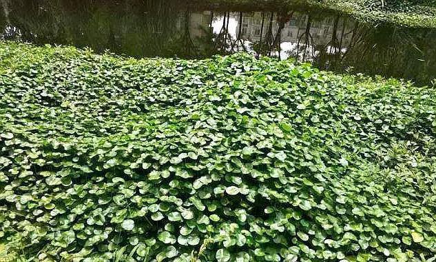 这两种花遇水就长，不注意会闹出“大问题”，养花达人都“慎”养