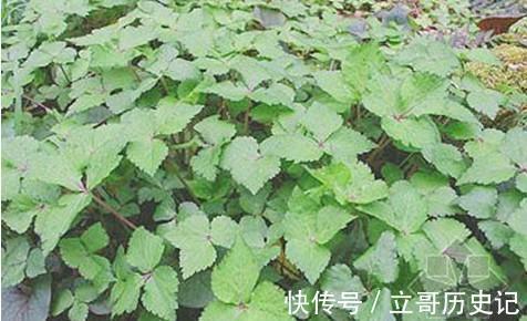 苦瓜|适合秋天吃的3种食物，营养全面、有益健康，皮肤更显年轻态