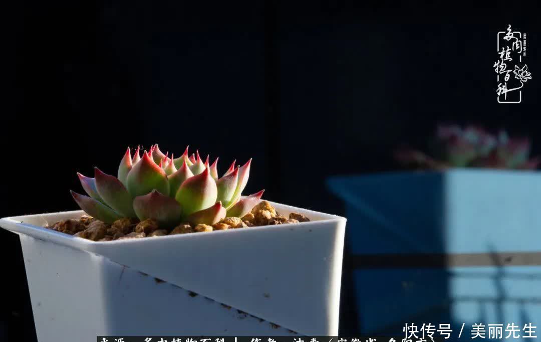 多肉——入了我的时光画卷!