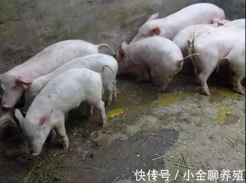哺乳仔猪拉黄白痢怎么办?仔猪黄白痢为何治不了?知道这些很有用