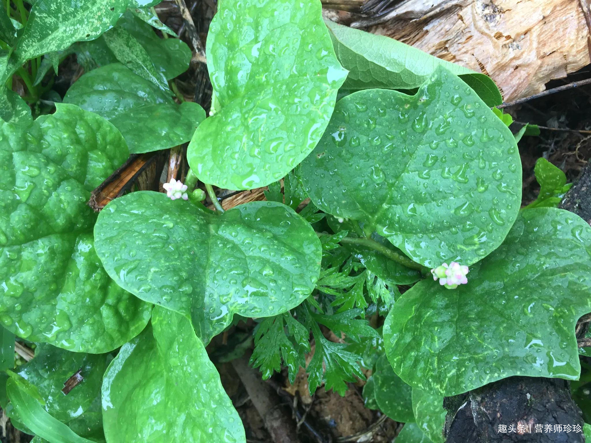 好吃|平民的“救命菜”,好吃又营养,全家老少都爱吃,关键还不花钱
