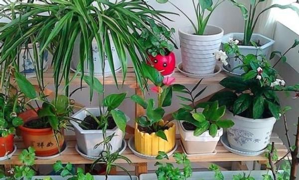 花店老板打死都不愿意说的秘密:养花草怎么防治烂根黄叶