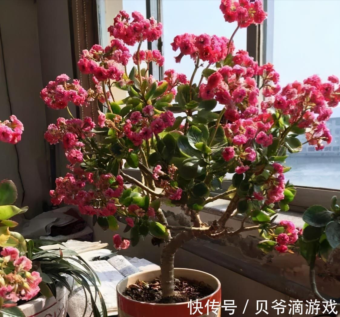 适合客厅养的“6种花”,一个比一个好养,一个比一个好看