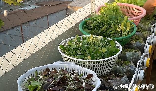 邻居拿“瓶子”种的菜,看着收成还不错,青菜豆芽吃不停