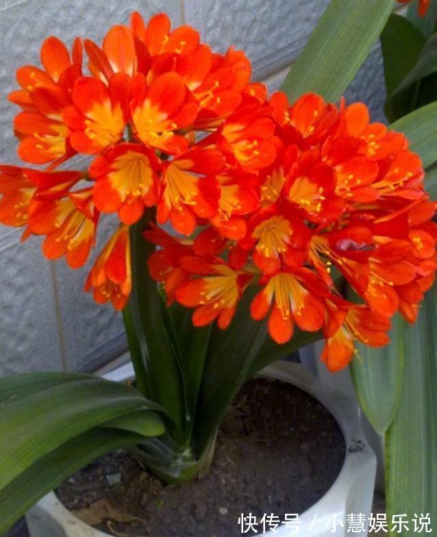 养君子兰,避2错,不黄叶不烂根,秋天猛长,新年爆花红艳艳