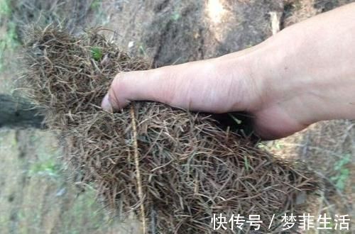 松针|捡点“它”丢在君子兰盆里，疏松透气、养根，开花不夹箭