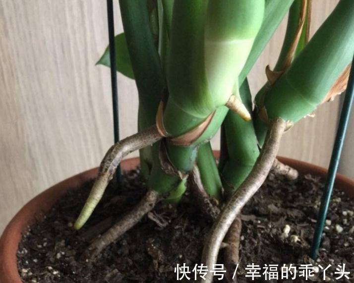 12月底了,养花就养龟背竹,暖气房里盆栽,多浇水长得又快又旺