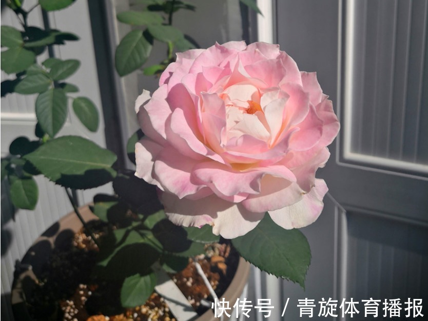 浓香高颜值月季，六翼天使，阳台盆栽抓住4点，分支多开花勤