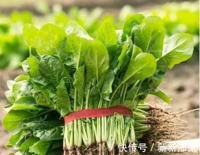 莲藕莲藕|长期便秘要排毒! 这些食物是便秘“克星”, 常吃通便排毒一身轻