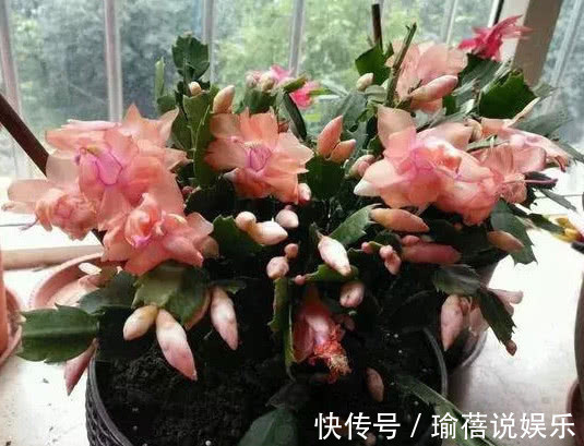 日照|蟹爪兰叶薄不开花1个“小方法”,叶片肥厚,花朵开满盆!