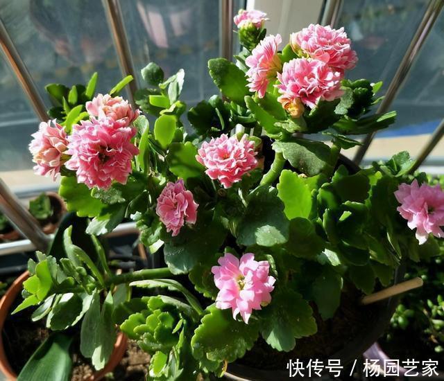 天冷后,这几种花就得“穷养”,不施肥、少浇水,越长越旺